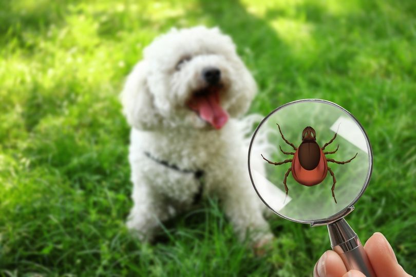 Ticks, Mosquitos, Ants, Flies, Oh My!