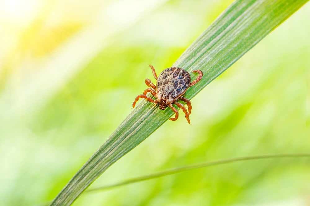 Winter Ticks